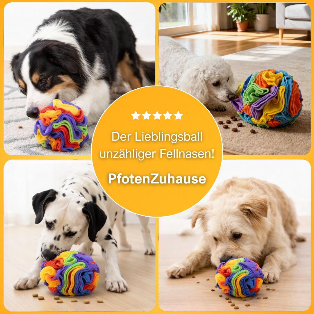 PfotenZuhause™ -  Schnüffelspaß