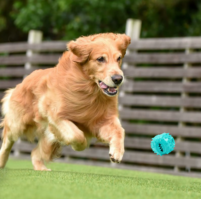 KauSauber™ – Kauball mit Zahnpflege & Leckerli-Funktion